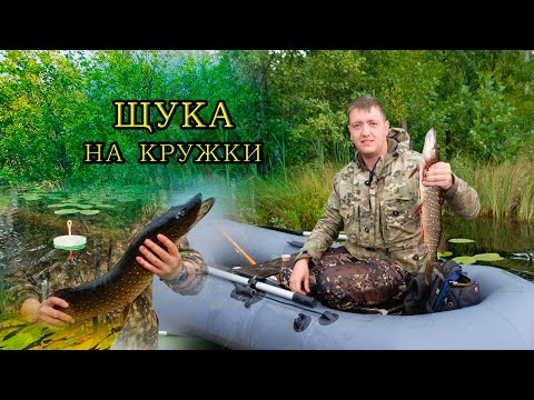 Видео: Чёрные щуки уводят кружки в коряги | Удачная рыбалка в конце августа