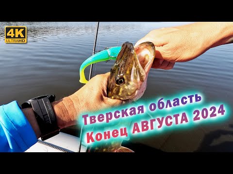 Видео: Рыбалка в Тверской области, конец августа 2024