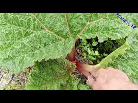 Видео: ИН Навор барои шумо гариб бачаҳо 29 04 2024 г