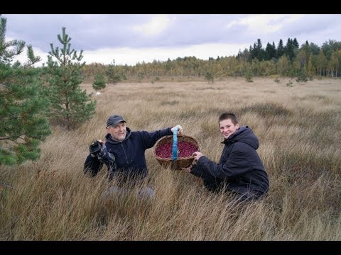 Видео: Тверская клюква 2013