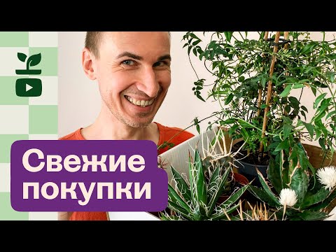 Видео: Свежие покупки из садового центра! Обзор моих новинок