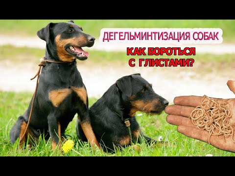 Видео: КАК ЗАЩИТИТЬ СОБАКУ ОТ ГЛИСТ | ДЕГЕЛЬМИНТИЗАЦИЯ