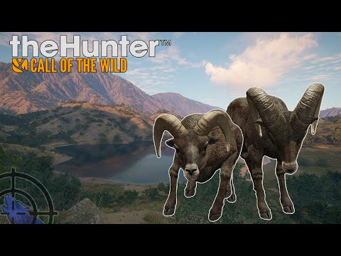 Видео: Охота на пустынного Бигхорна | Зов дикой природы