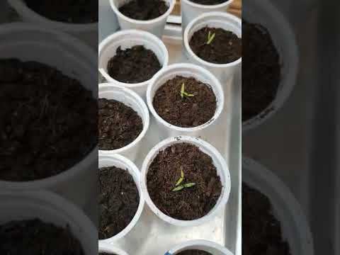 Видео: Үрсэлгээ хийхдээ санаа аваарай. Ургацын их ажилд нь амжилт хүсье