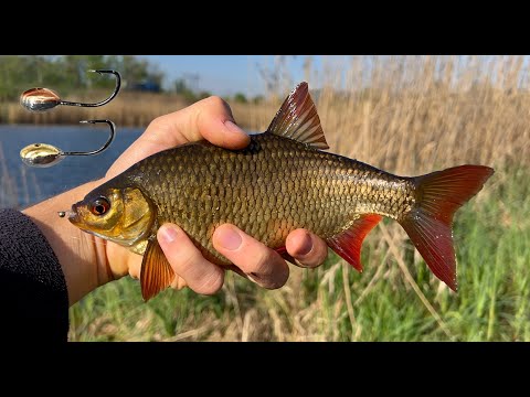 Видео: Мормишинг - Ловля Червонопірки в БОЛОТІ! Рибалка на Спінінг 2024. Мальовничий ставок