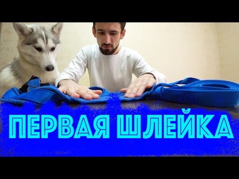 Видео: Выиграл шлейку для хаски