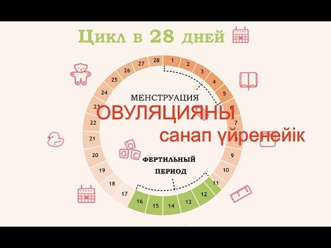 Видео: Жүктілікті жоспарлау/ ОВУЛЯЦИЯНЫ есептеп Үйренейік