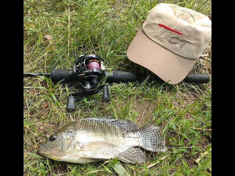 Видео: Тилапия на спиннинг  Атомная рыбалка аквариумной рыбки
