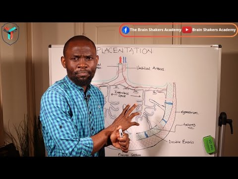 Видео: Как формируется ПЛАЦЕНТА...Плацентация