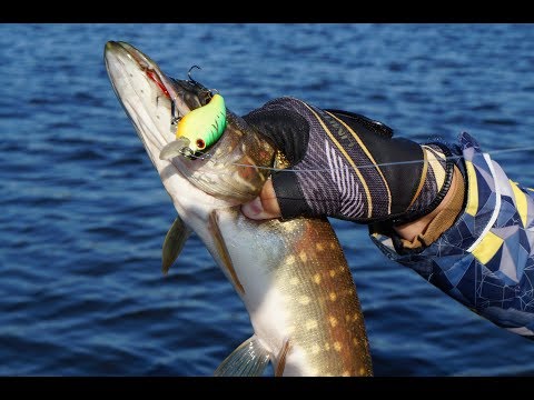 Видео: Трудовая рыбалка на шнурков