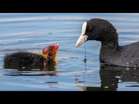 Видео: Лысухи кормят птенцов. Fulica atra. Птицы Беларуси.