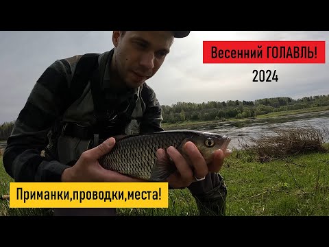 Видео: Весенний ГОЛАВЛЬ НА СПИННИНГ. ПРОВОДКИ, МЕСТА, ПРИМАНКИ! Как я нахожу и ловлю ГОЛАВЛЯ ВЕСНОЙ?