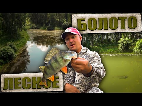 Видео: ЭТО БОЛОТО ПРОСТО КИШИТ РЫБОЙ!!! РЫБАЛКА НА НОВОМ МЕСТЕ В НОВОСИБИРСКЕ.