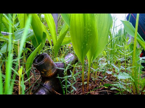 Видео: Где искать металл без металлоискателя . Металлосбор вдоль трамвайных путей