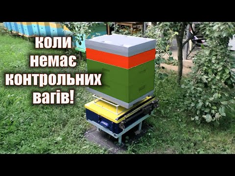 Видео: Як дізнатись що бджоли несуть мед і є взяток?