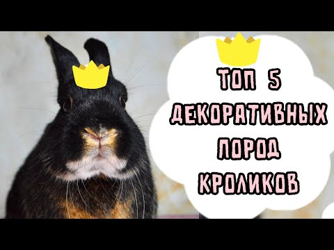 Видео: ТОП 5 ПОРОД ДЕКОРАТИВНЫХ КРОЛИКОВ | САМЫЕ ПОПУЛЯРНЫЕ ПОРОДЫ ДЕКОРАТИВНЫХ КРОЛИКОВ