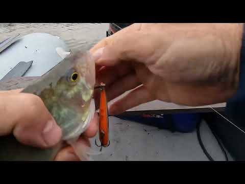 Видео: ЯУЗСКОЕ ВОДОХРАНИЛИЩЕ АВГУСТ 2024 ОКУНЬ СУДАК!!!