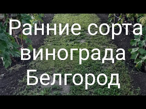 Видео: Обзор ранних сортов и очень ранних сортов винограда. 