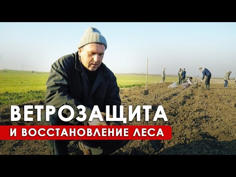 Видео: Восстановление лесов и озеленение территории в ПРП Радосвет