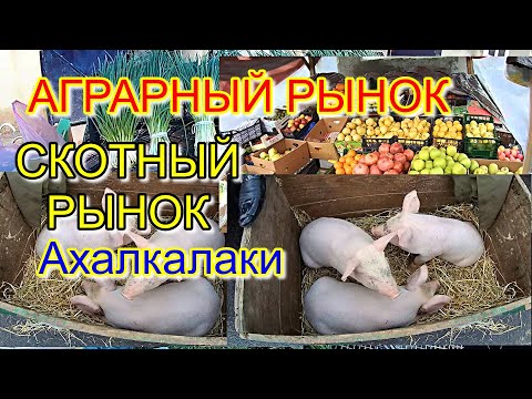Видео: Скотный и аграрный рынки в Ахалкалаки. Видео дня
