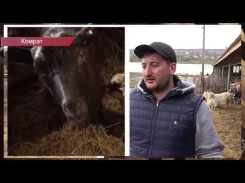 Видео: ИСТОРИЯ УСПЕХА. КОМРАТ. ЗОЛОТОЙ ЯГНЕНОК