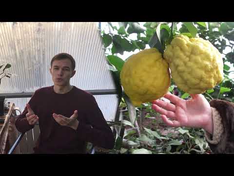 Видео: Павловский цитрон шишкан. Описание и особенности.