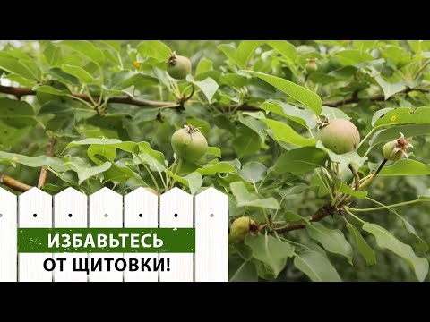 Видео: В чем заключается успех борьбы с щитовкой? Совет от эксперта!