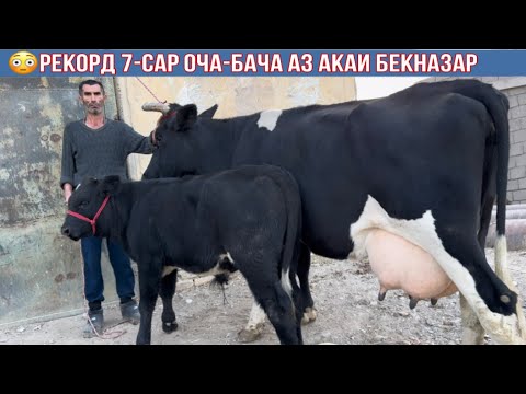 Видео: РЕКОРД 7-САР ОЧА БАЧА АЗ АКАИ БЕК-НАЗАР 20 октября 2025 г.