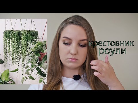 Видео: Крестовник роули. Вариегатность. Размножение. Уход.