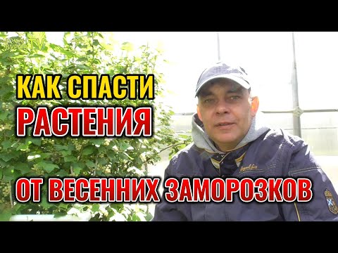Видео: ДВА ПРОСТЫХ СПОСОБА СПАСТИ РАСТЕНИЯ ОТ МАЙСКИХ НОЧНЫХ ЗАМОРОЗКОВ