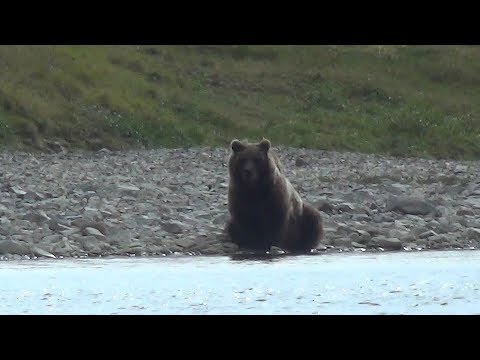 Видео: Чукотские медведи. Встречи с Галкиной.