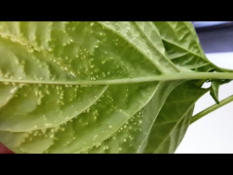 Видео: У меня оэдема. Как лечу. Профилактика