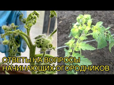 Видео: Скрученные и желтые листья томатов. Чем помочь? Разбираем проблему по фото.