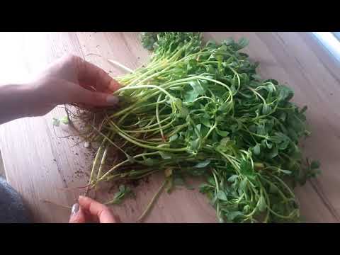 Видео: ПОРТУЛАК (Semizotu). Ну Очень Вкусный салат из огородной травы! Purslane recipes | Turkish food  馬齒莧