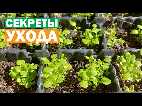 Видео: Секреты ухода за рассадой лобелии и львиного зева. Как поливать, когда и чем подкармливать