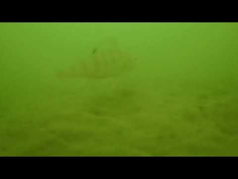 Видео: Подводный мир Бердянского водохранилища на прикормленной точке 20 10 2024