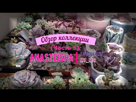 Видео: Обзор коллекции суккулентов (часть 3)