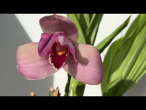 Видео: Цветение орхидей октябрь 2025