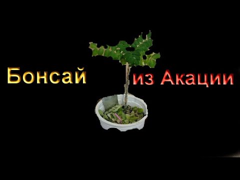 Видео: Бонсай с самого начала из желтой акации часть 4