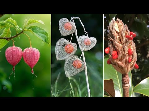 Видео: 15 Фруктов и Овощей, Настолько Странных, Что Кажутся Не Из Этого Мира