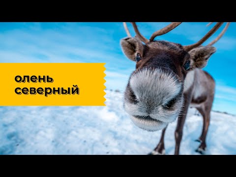 Видео: Северный олень: что в нём особенного? Наталья Носова.