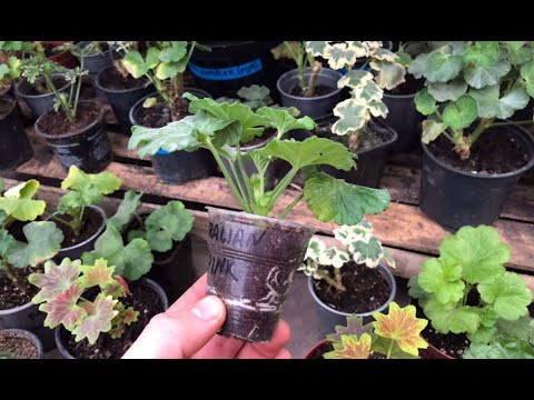 Видео: Обзор пеларгонии в январе. Чем кормлю?