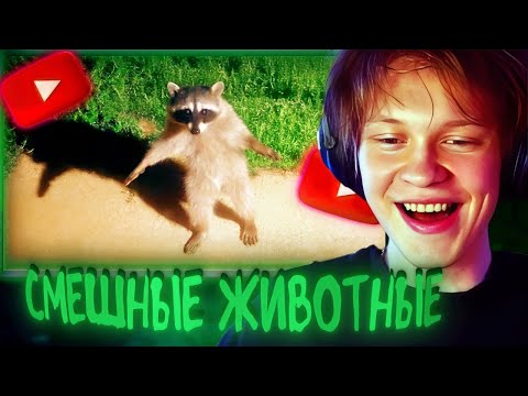 Видео: Реакция Дипинса: Самые смешные видео с животными в истории (Часть 1)