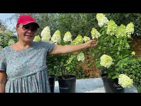 Видео: Обзор и сравнение двух сортов метельчатой гортензии #Геркулес и #Полярный Медведь