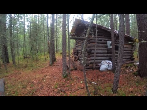 Видео: Кабаны у зимовья Иду в таёжную избу Что за зверь на видео
