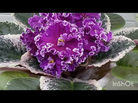 Видео: 16.03.2025./НОВИНКИ/Выставка фиалок в Доме фиалок(МК)#фиалки#выставка#