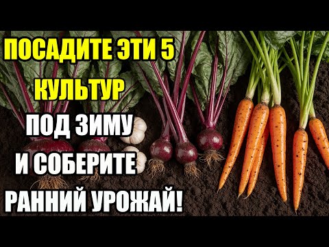 Видео: 5 ОВОЩЕЙ, КОТОРЫЕ ЛУЧШЕ СЕЯТЬ ПОД ЗИМУ! УЖЕ В МАЕ ВАША ГРЯДКА БУДЕТ В СИЛЕ