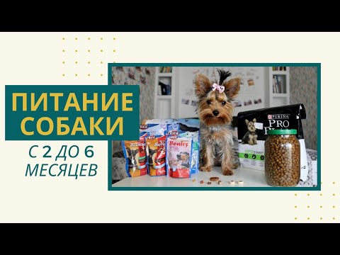 Видео: Чем я кормлю йорка с двух месяцев до полугода (питание щенка йоркширского терьера, рацион собаки)