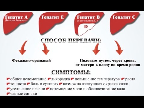 Видео: Вирусные гепатиты и их профилактика.