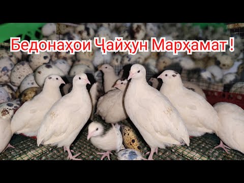 Видео: Бедонаҳои Ҷайҳун Қумсангир Марҳамат тамошо кунед ҳаловат баред